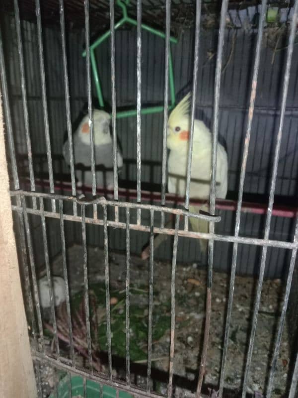 Cocktail breeder pair for sale 2