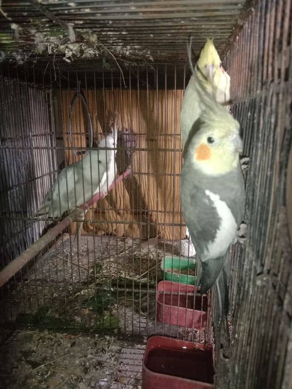 Cocktail breeder pair for sale 4