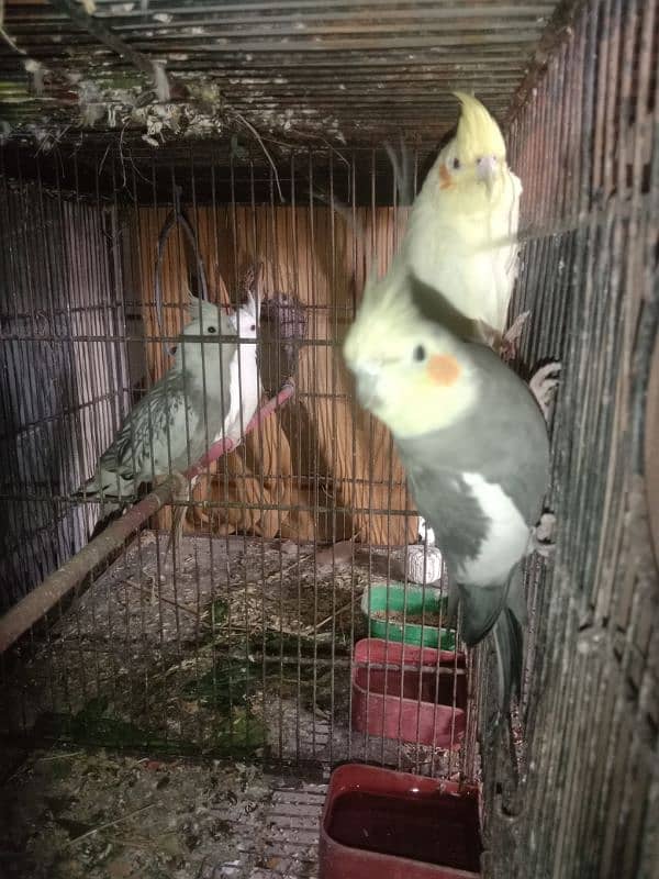 Cocktail breeder pair for sale 5