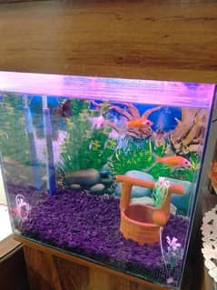 fish aquarium