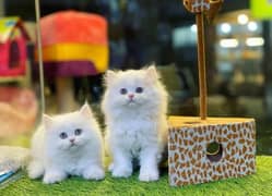 Persian kittens 03361777030