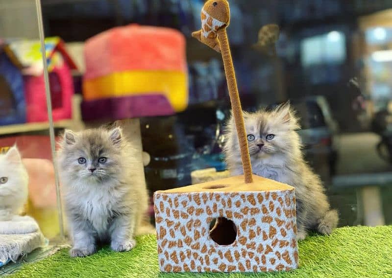 Persian kittens 03361777030 2