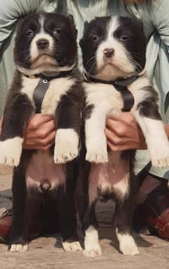 Bakarwal dog pair / Bakarwal puppies