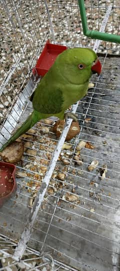 Parrot for sale with cage