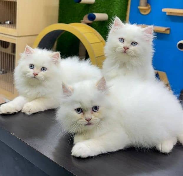 Persian kittens 03361777030 1