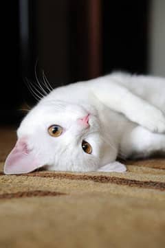 persion white cat