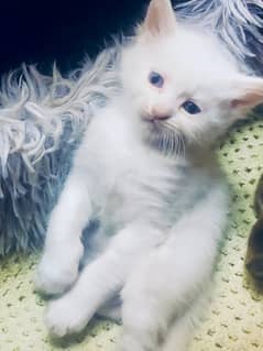 baby kitten persian blue eyes