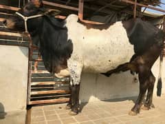 PURE CHOLISTANI COW WITH KIDS  03022110311