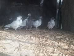 baby pigeons