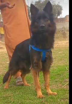 German Shepherd female long coat age 10 month for sale