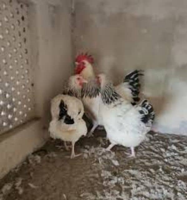 white bantam and light sussix heritage chicks available 0