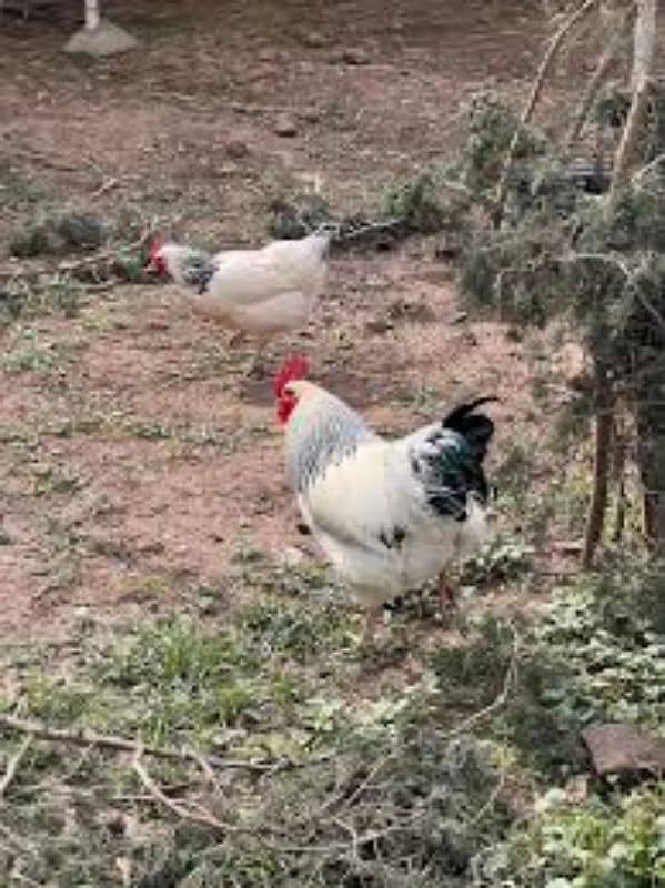 white bantam and light sussix heritage chicks available 1