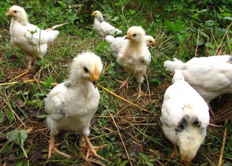 white bantam and light sussix heritage chicks available 3