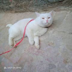 Persian male cat. . 03170377493. .