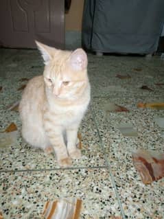 Adorable Cat Pair for Sale - 6 Months Old