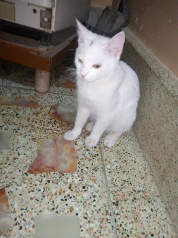 "Adorable Cat Pair for Sale - 6 Months Old" 1