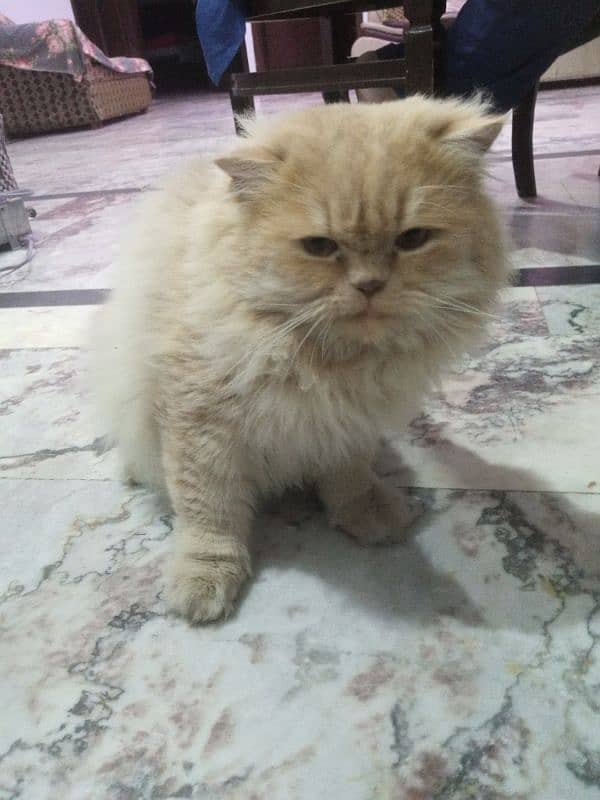 Male Persian cat with brown and white colour extra fur with brown eyes 0