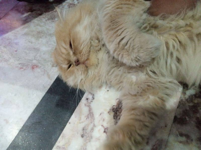 Male Persian cat with brown and white colour extra fur with brown eyes 2