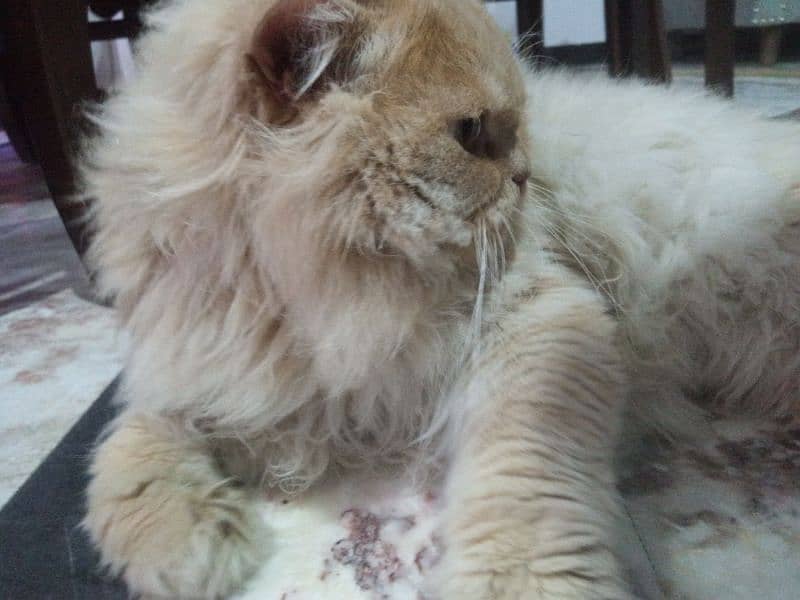 Male Persian cat with brown and white colour extra fur with brown eyes 3