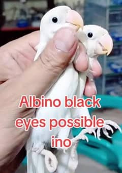 albino