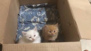 persian kittens pair