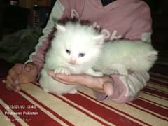 persian cats available