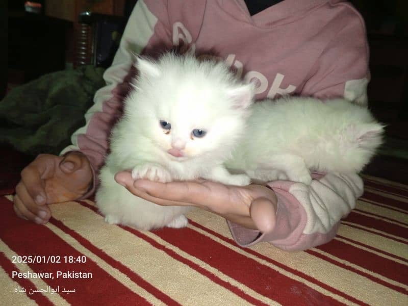 persian cats available 0