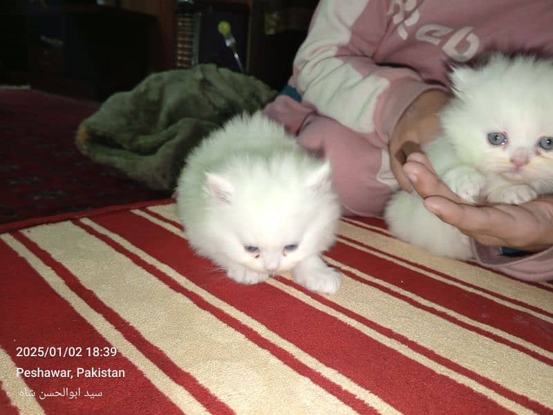 persian cats available 1