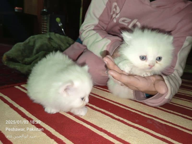 persian cats available 2