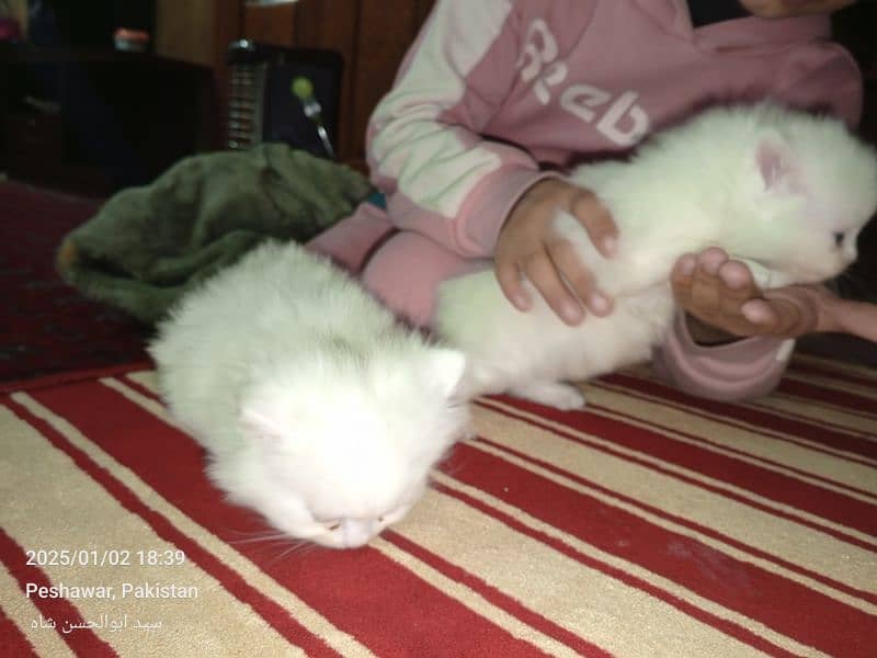 persian cats available 3