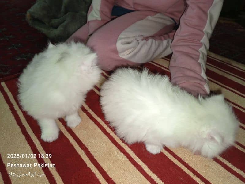 persian cats available 4