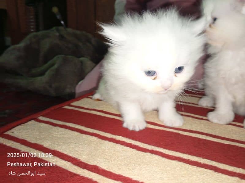 persian cats available 5