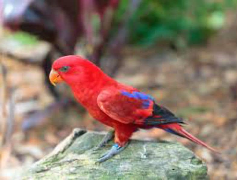 Malacunt lory parrot 0