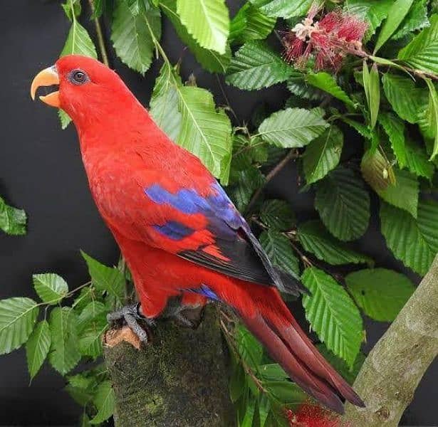 Malacunt lory parrot 1