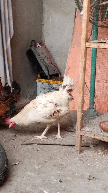 imported aseel murgi with one paper white beautiful hen 0