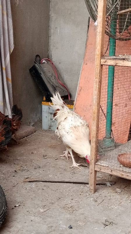 imported aseel murgi with one paper white beautiful hen 1