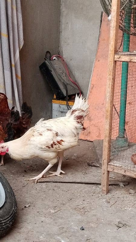 imported aseel murgi with one paper white beautiful hen 8