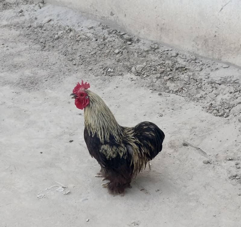 Healthy, Vaccinated Bantam Rooster for Sale - Excellent Breeder! 0