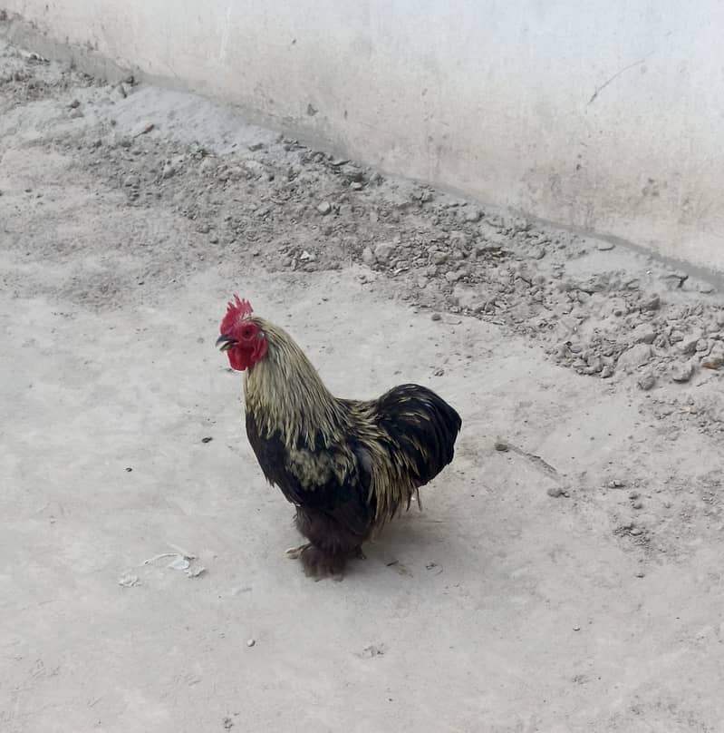 Healthy, Vaccinated Bantam Rooster for Sale - Excellent Breeder! 1