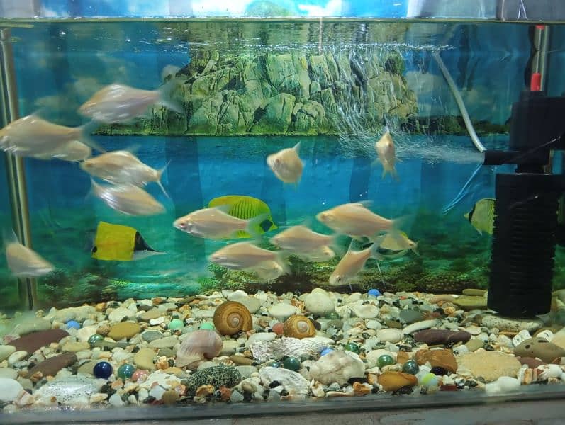 Fishes For Sale. . 3