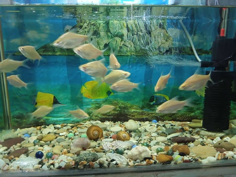 Fishes For Sale. . 4