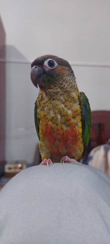 Parakete conure 0