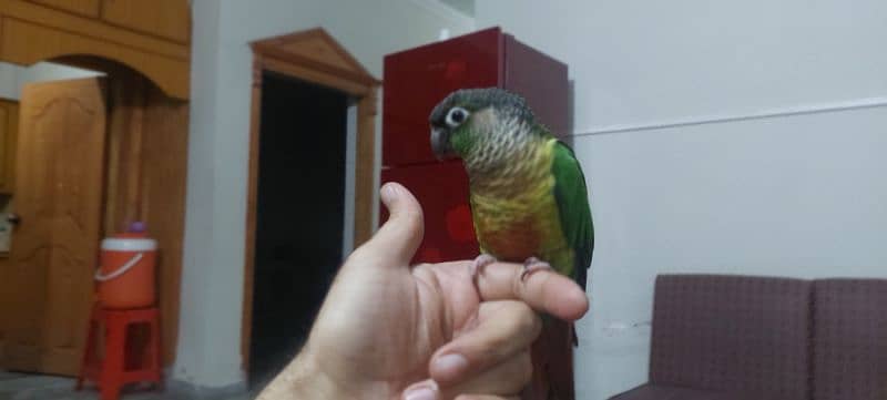 Parakete conure 1