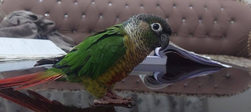 Parakete conure 2