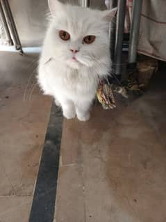 persian cat full train at home