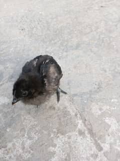 Ayam Cemani Chicks