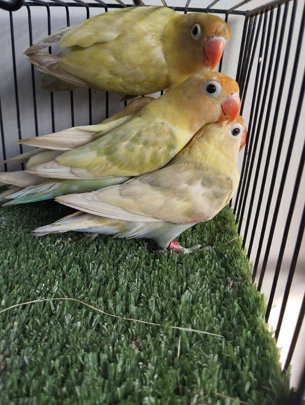 Ready to breed pastelino parblue pastel not split ino red eye lovebird 0