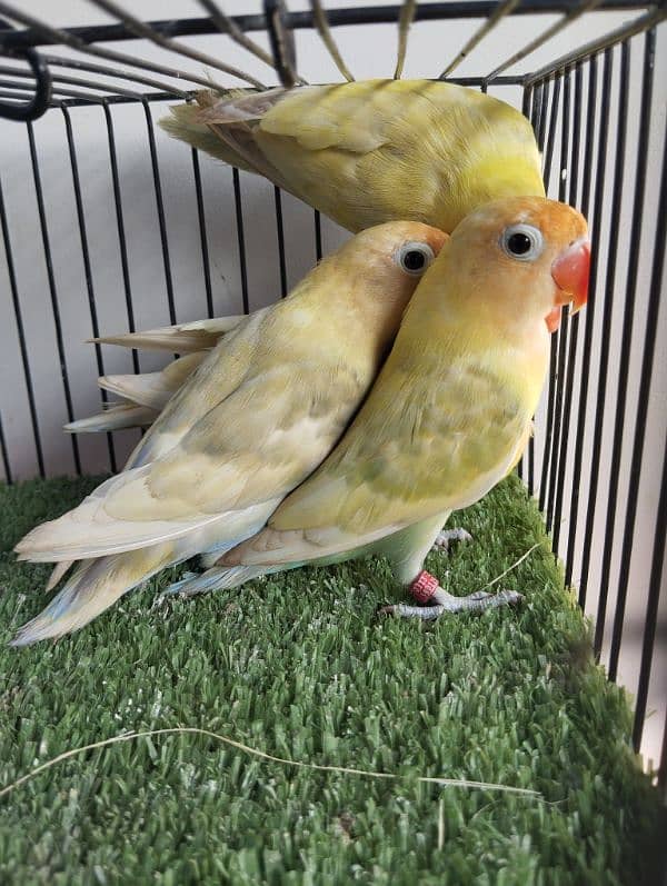 Ready to breed pastelino parblue pastel not split ino red eye lovebird 1