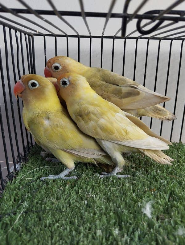 Ready to breed pastelino parblue pastel not split ino red eye lovebird 2