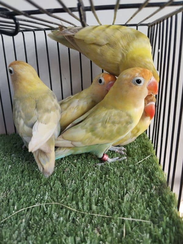 Ready to breed pastelino parblue pastel not split ino red eye lovebird 3